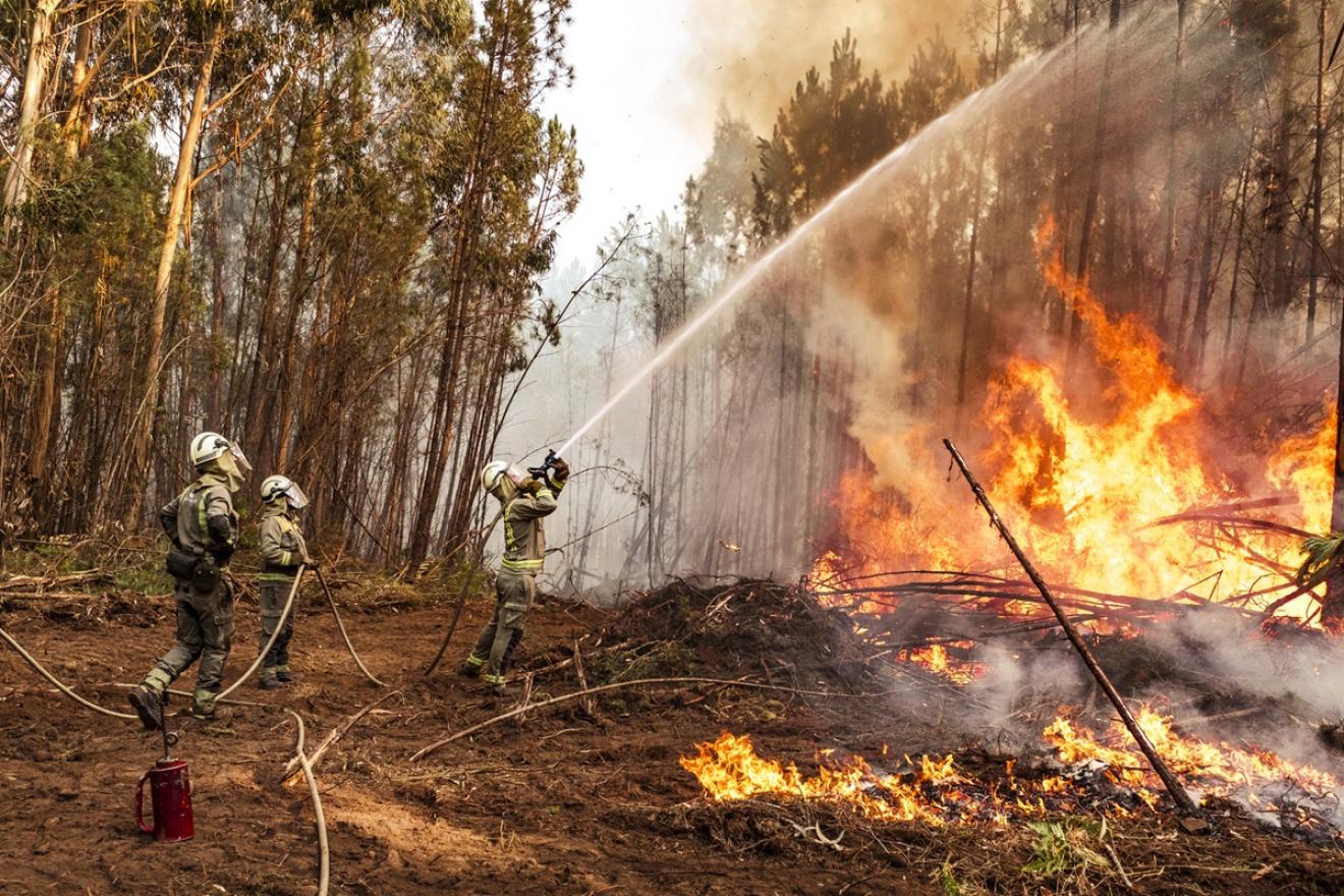 Three firefighters hold a water hose to direct water at a forest fire. 